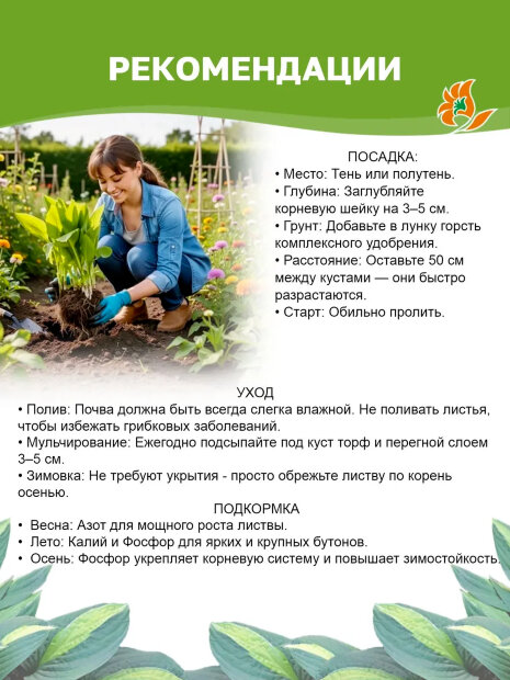 Хоста Глэд Рэгс