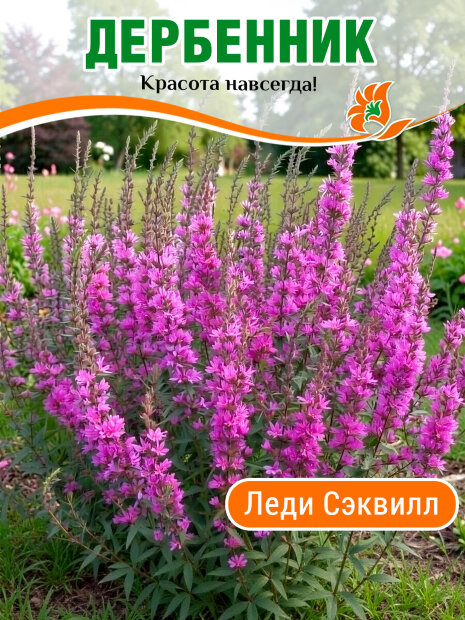 Дербенник Леди Сэквилл, иволистный