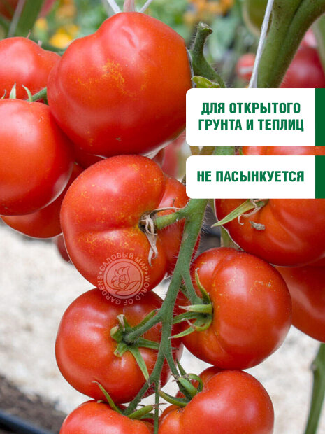 Томат Конь-огонь семена 