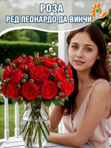 Роза Ред Леонардо да Винчи