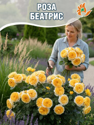 Роза Беатрис Роза Беатрис