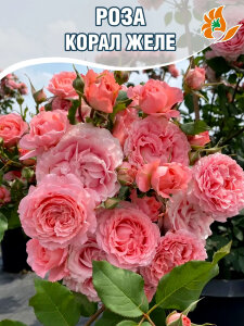 Роза Корал Желе 