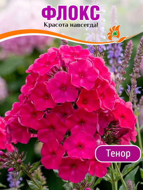 Флокс Тенор