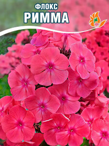 Флокс Римма Флокс Римма