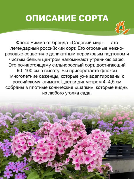 Флокс Римма