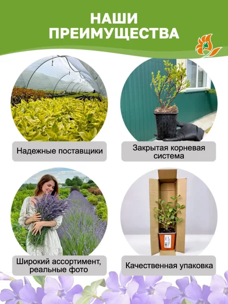 Барвинок Блю энд Голд (малый) саженцы 