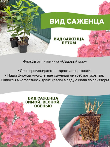 Флокс Стразы