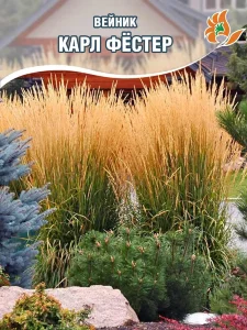 Вейник Карл Фёстер Вейник Карл Фёстер
