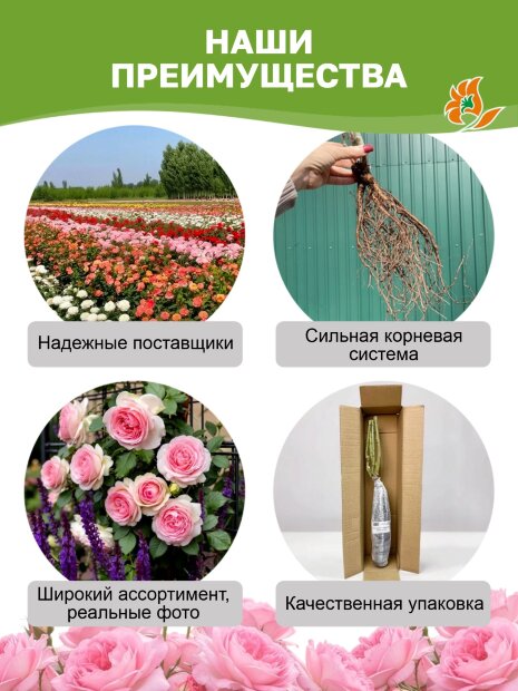Роза Блэк Баккара