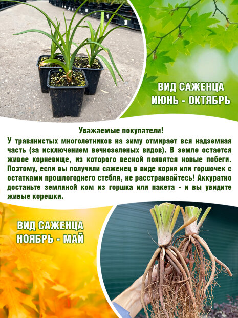 Лилейник Дабл Риве Вай