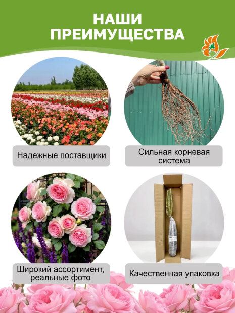 Роза Дольче Саммерхаус