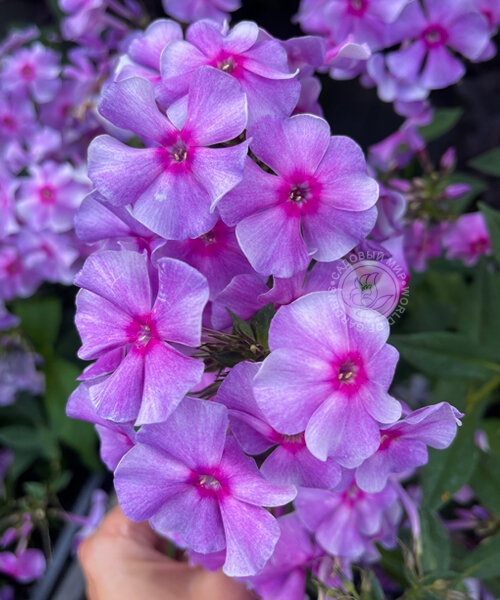 Флокс Виринея
