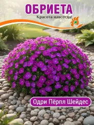 Обриета Одри Пёпл Шейдес Обриета Одри Пёпл Шейдес