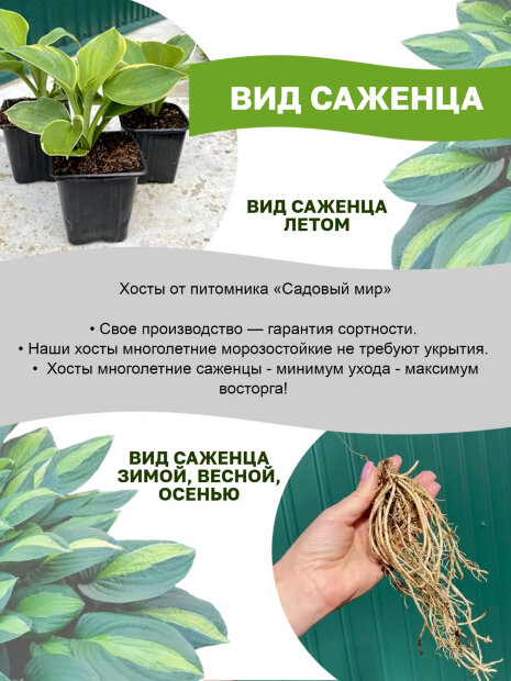 Хоста Американ Хело 
