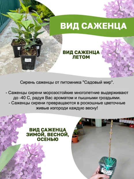 Сирень Катерина Хавемейер (обыкновенная) саженцы 