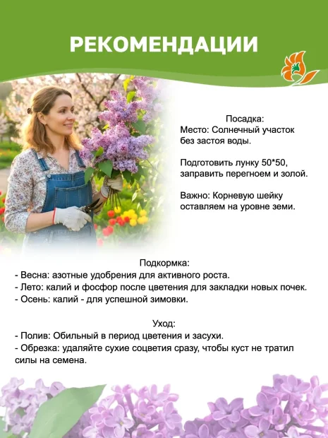 Сирень Катерина Хавемейер (обыкновенная) саженцы 