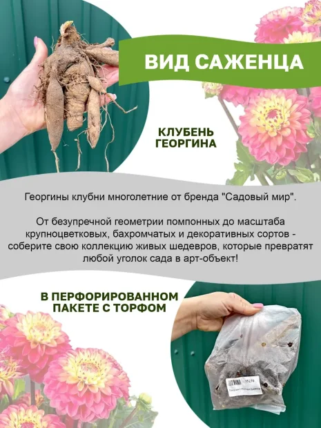 Георгин Фрост Нип (декоративный)