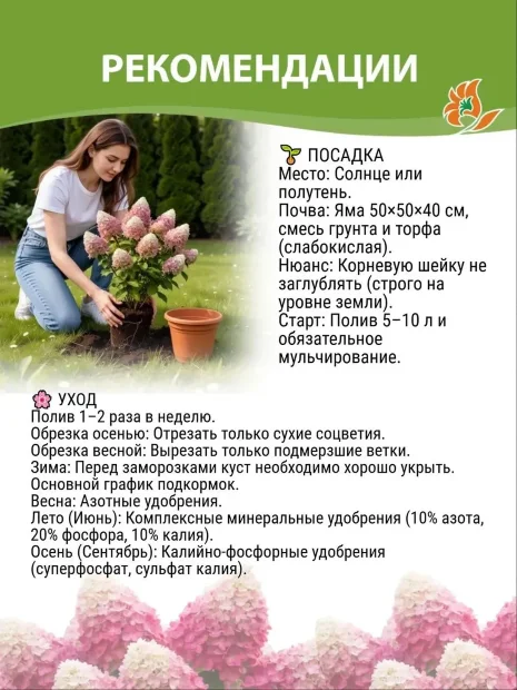 Гортензия Литтл Спуки (метельчатая) саженцы 