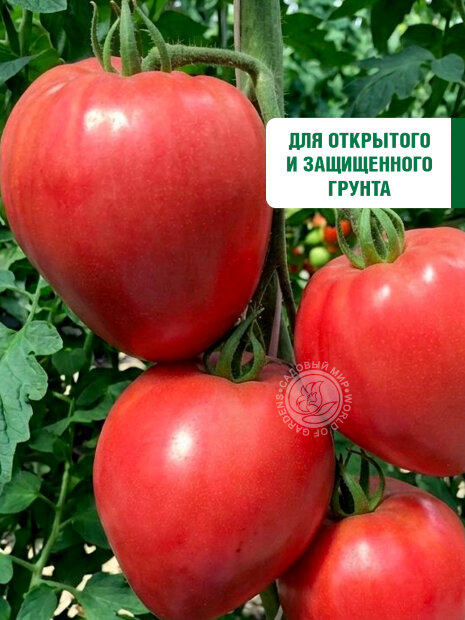 Томат Сердце Минусинска семена 