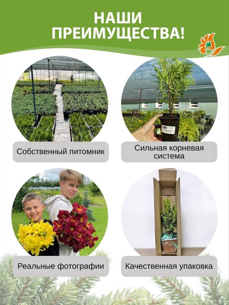 Туя Даника (западная)