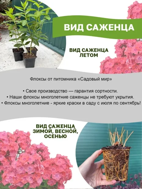 Флокс Остров Санторини
