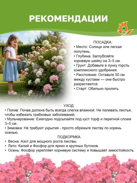 Флокс Остров Санторини