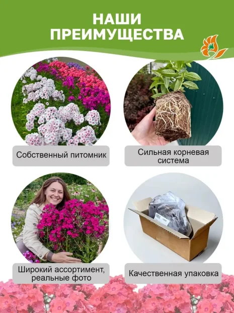 Флокс Остров Санторини