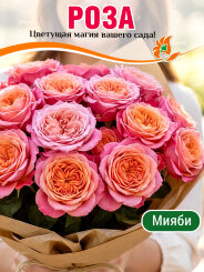 Роза Мияби (Принцесса Мияби) Роза Мияби (Принцесса Мияби)