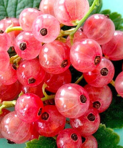 Смородина Голландская розовая (розовая) (осень)