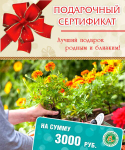 Подарочный сертификат на сумму 3000 руб Подарочный сертификат на сумму 3000 руб