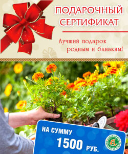 Подарочный сертификат на сумму 1500 руб Подарочный сертификат на сумму 1500 руб
