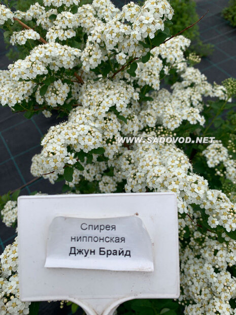 Спирея Джун Брайд (ниппонская) саженцы 