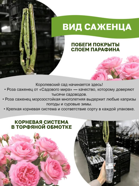 Роза Алабастер