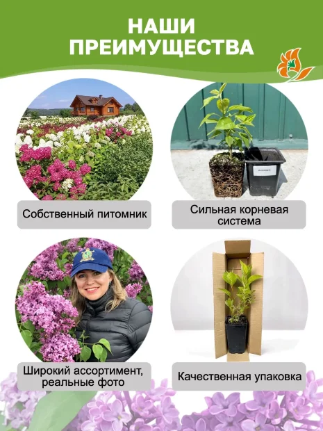 Сирень Жди Меня (обыкновенная) саженцы 