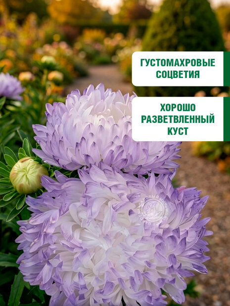 Астра пионовидная Дюшес Блю энд Вайт семена