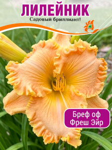 Лилейник Бреф оф Фреш Эйр Лилейник Бреф оф Фреш Эйр