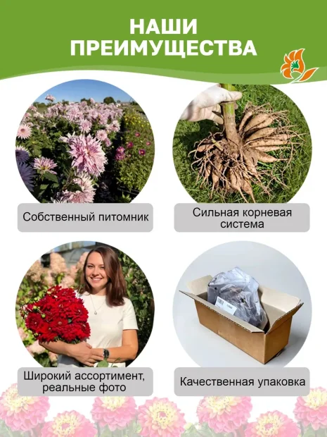 Георгин Дэззлинг Сан (крупноцветковый)