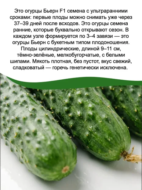 Огурец Бьерн F1 семена 