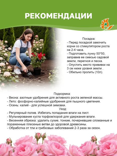 Роза Вильям Шекспир 