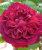 Роза Вильям Шекспир 