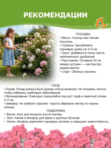 Флокс Брайт Айс