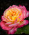Роза Пульман Восточный Экспресс