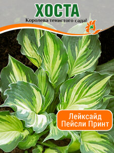 Хоста Лейксайд Пейсли Принт Хоста Лейксайд Пейсли Принт