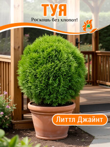 Туя Литтл Джайнт (западная) Туя Литтл Джайнт (западная)