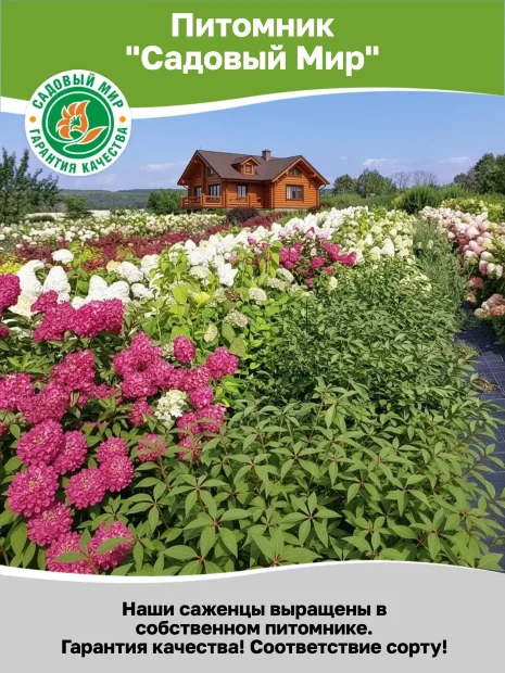 Дейция Кодсэл Пинк (шершавая) саженцы 