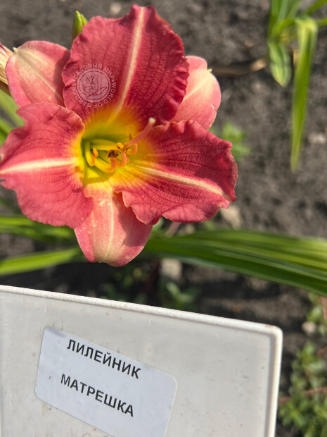 Лилейник Матрешка