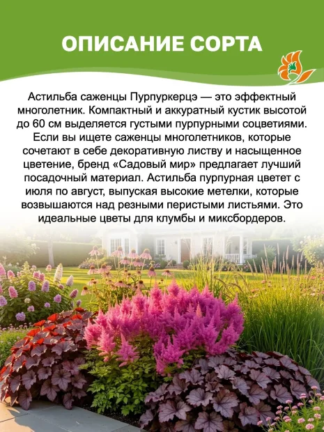Астильба Пурпуркерцэ (китайская)  