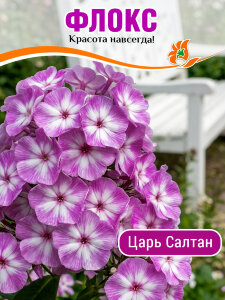 Флокс Царь Салтан Флокс Царь Салтан