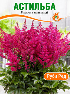 Астильба Юник Руби Ред (гибридная) Астильба Юник Руби Ред (гибридная)