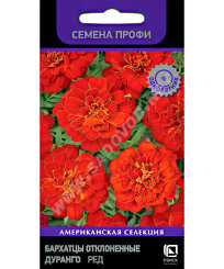 Бархатцы отклоненные Дуранго Ред (ПРОФИ)
